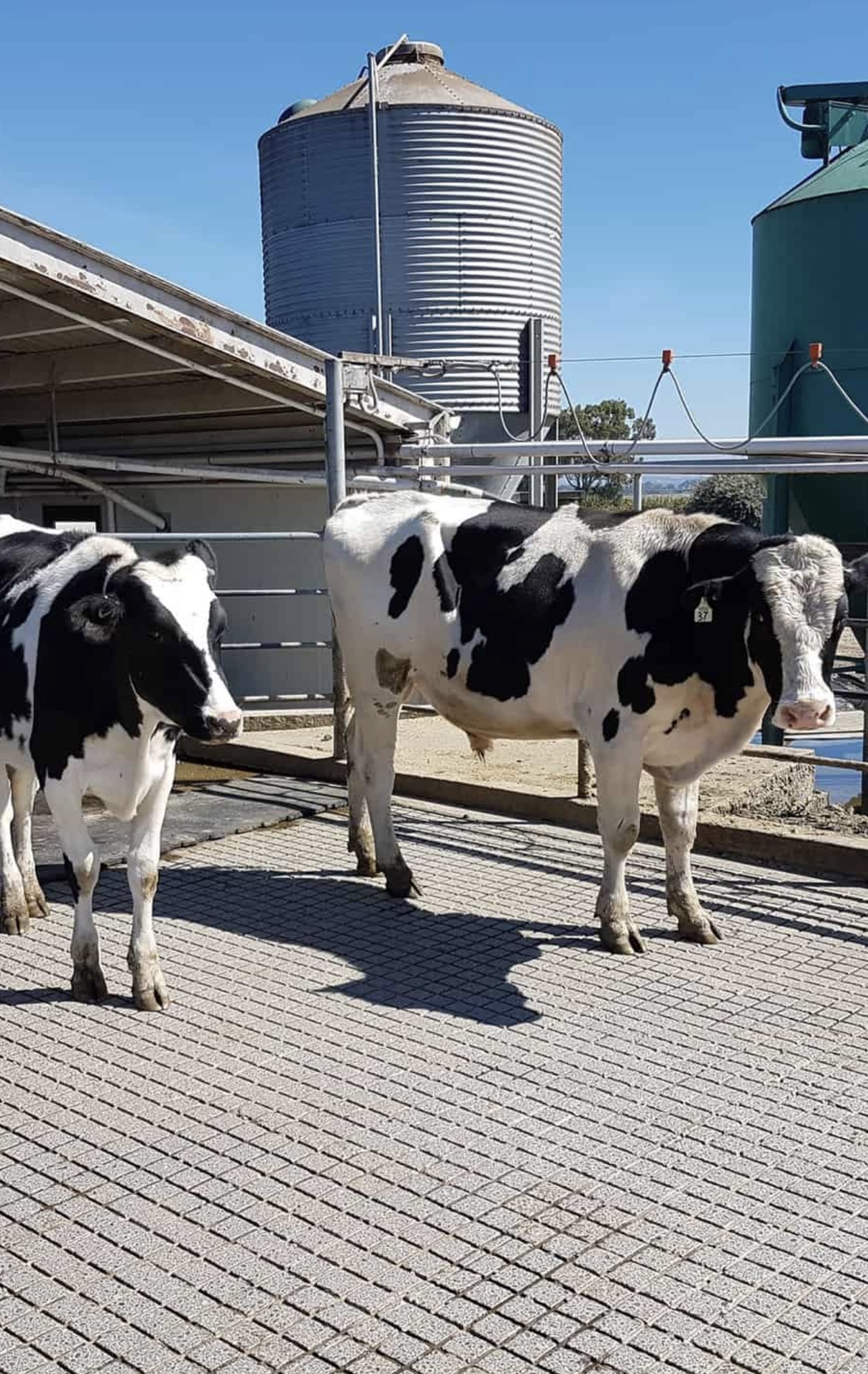 Cows walking on grooved dairy shed concrete